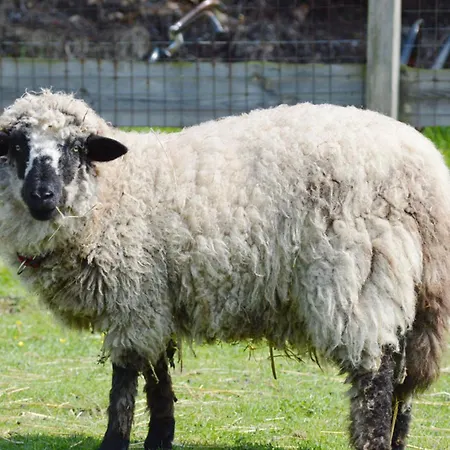 Prázdninový dům Gartenhaus 1, Inkl 1 Parkplatz Fehmarn